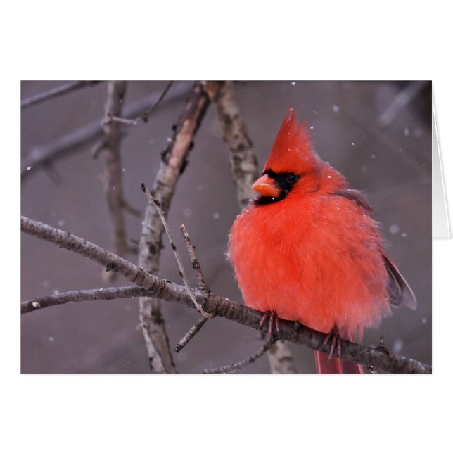 Winterdenken (Voorkant Horizontaal)