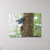 Winterdennen- Witte Borstvormige Nuthatch Canvas P (Voorkant)