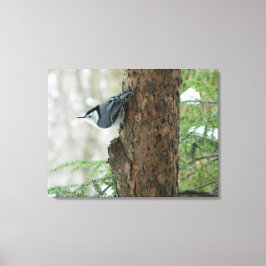 Winterdennen- Witte Borstvormige Nuthatch Canvas P
