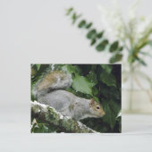 Wintereekhoorn #2 briefkaart (Staand voorkant)