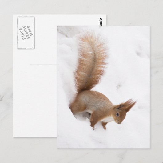 Wintereekhoorn Briefkaart (Voorkant / Achterkant)