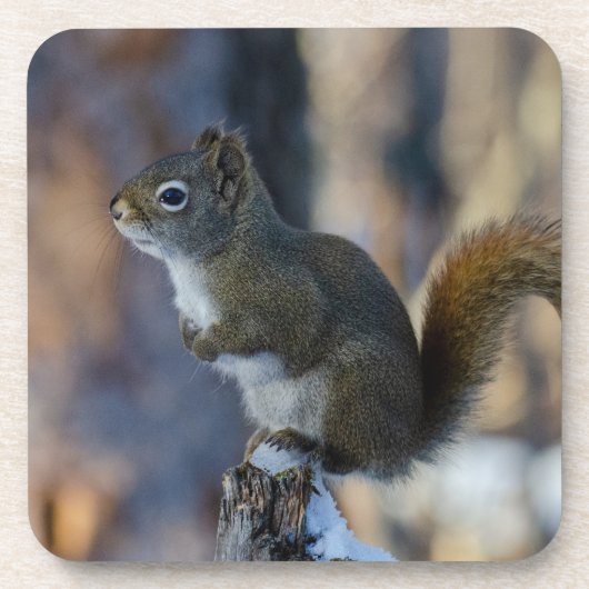 Wintereekhoorn, bruin dier, Canadese foto Bier Onderzetter (Voorkant)