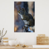 Wintereekhoorn, bruin dier, Canadese foto Poster (Keuken)