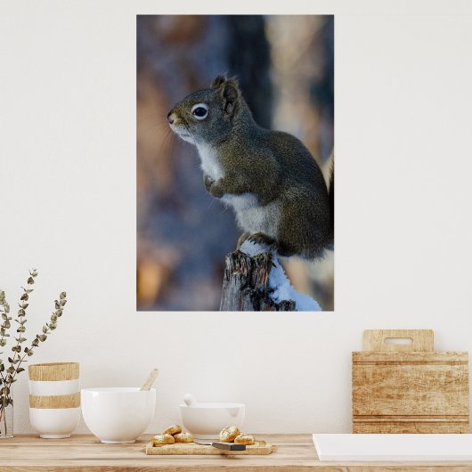 Wintereekhoorn, bruin dier, Canadese foto Poster (Keuken)