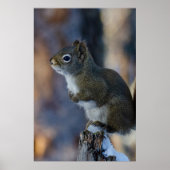 Wintereekhoorn, bruin dier, Canadese foto Poster (Voorkant)