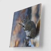 Wintereekhoorn, bruin dier, Canadese foto Vierkante Klok (Hoek)