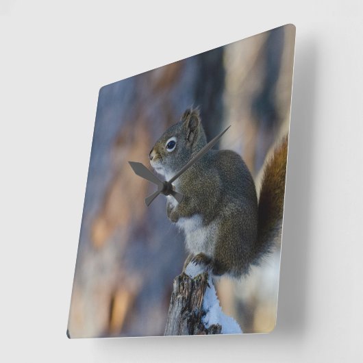 Wintereekhoorn, bruin dier, Canadese foto Vierkante Klok (Hoek)