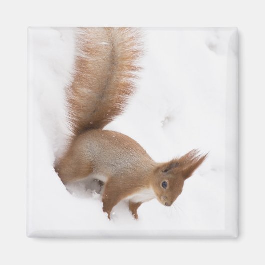 Wintereekhoorn Magneet (Voorkant)