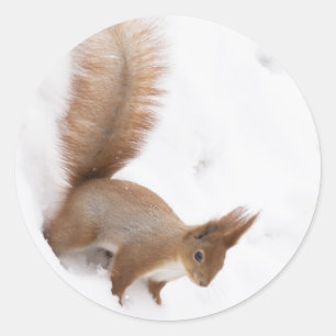 Wintereekhoorn Ronde Sticker