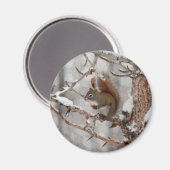 Wintereekhoorn, sneeuw- en rode kerstontwerpen magneet (Voorkant / Achterkant)