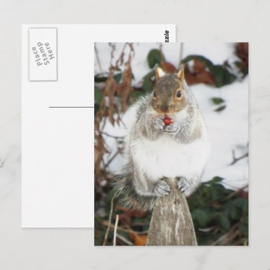 Wintereekhoorndruk Briefkaart (Voorkant / Achterkant)