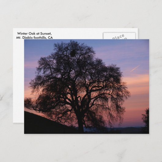 Wintereik op zonsondergang briefkaart (Voorkant / Achterkant)