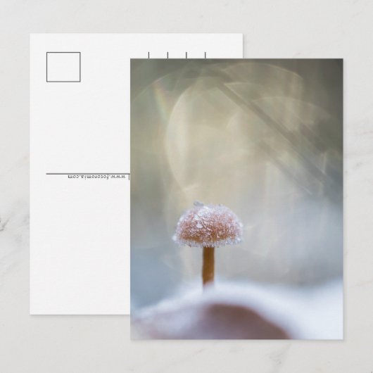 Winterfoto van paddenstoel feestdagenkaart (Voorkant / Achterkant)