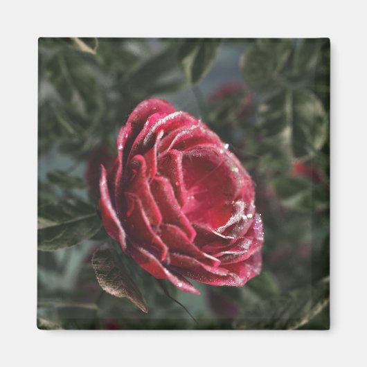 Wintergipskop Magneet (Voorkant)