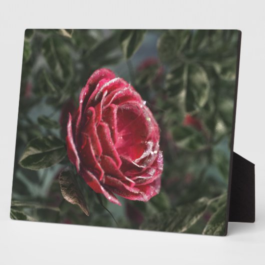 Wintergipsplaat Fotoplaat (Zijkant)