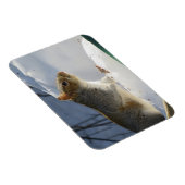 Wintergrijze eekhoorn Magnet Magneet (Rechterzijde)
