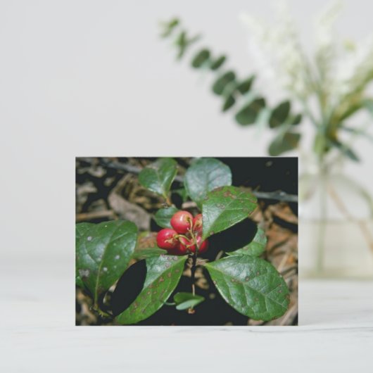 Wintergroene (Gaultheria Procumbens) bloemen Briefkaart (Staand voorkant)