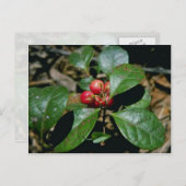Wintergroene (Gaultheria Procumbens) bloemen Briefkaart (Voorkant / Achterkant)