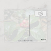 Wintergroene (Gaultheria Procumbens) bloemen Briefkaart (Achterkant)