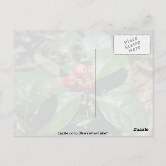 Wintergroene (Gaultheria Procumbens) bloemen Briefkaart (Achterkant)