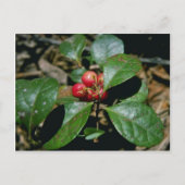 Wintergroene (Gaultheria Procumbens) bloemen Briefkaart (Voorkant)