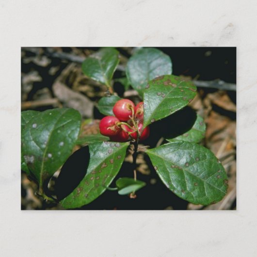 Wintergroene (Gaultheria Procumbens) bloemen Briefkaart (Voorkant)