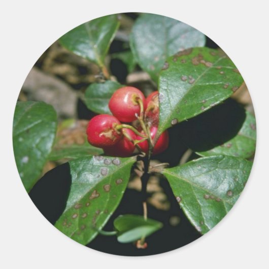Wintergroene (Gaultheria Procumbens) bloemen Ronde Sticker (Voorkant)