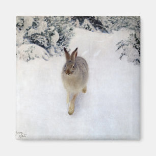 Winterhaas (Konijn), Bruno Liljefors Magneet