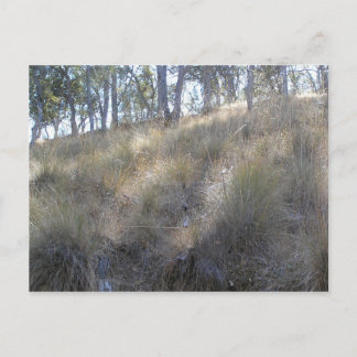 Winterheuvel bij Livermore, CA Briefkaart