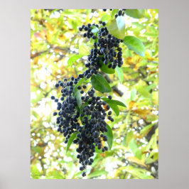 Wintering Berries Poster