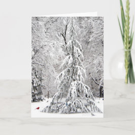 Winterkaart: park Boston Public Garden Feestdagen Kaart