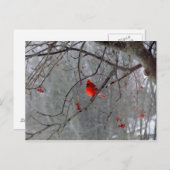 Winterkardinaal Briefkaart (Voorkant / Achterkant)