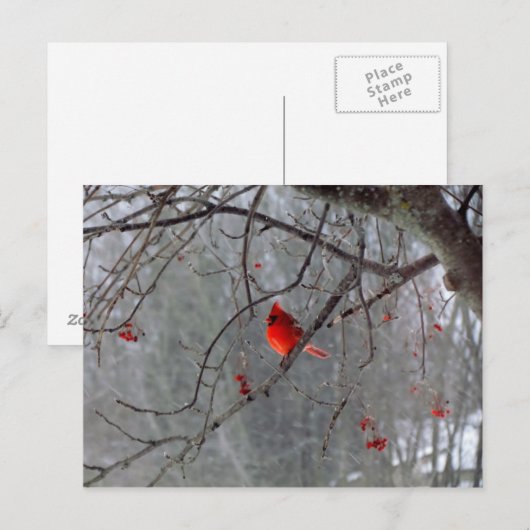 Winterkardinaal Briefkaart (Voorkant / Achterkant)