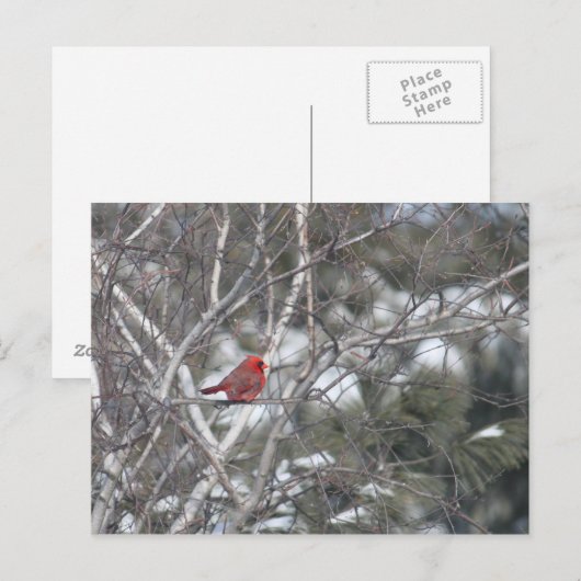 Winterkardinaal Briefkaart (Voorkant / Achterkant)