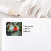 Winterkardinaal Etiket (Insitu)