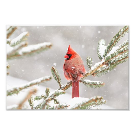 Winterkardinaal Foto Afdruk (Voorkant)