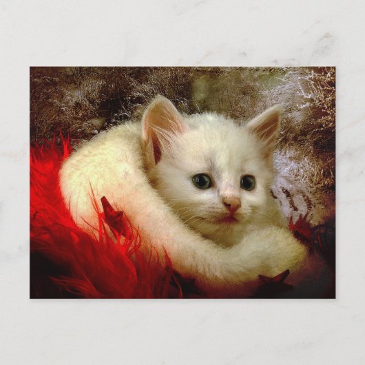 WinterKat Briefkaart (Voorkant)