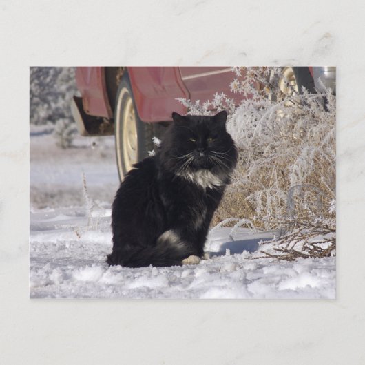 WinterKat Briefkaart (Voorkant)