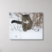 winterkattencanvas canvas afdruk (Voorkant)