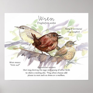 Winterkoning Zangvogel Studie Natuur Natuur Kunst Poster