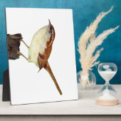 Winterkoninkje Fotoplaat (Zijkant)