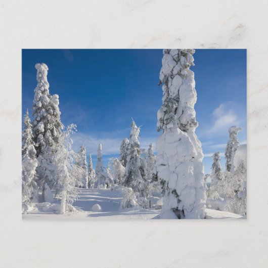 Winterlandschap in Lappland Briefkaart (Voorkant)
