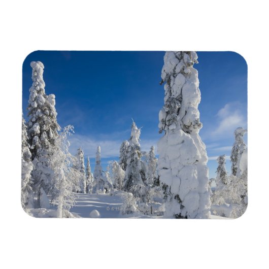Winterlandschap in Lappland Magneet (Horizontaal)