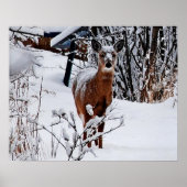 Winterlandschap met deer Value-Poster papier Poster (Voorkant)