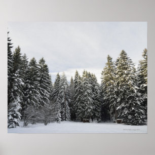 Winterlandschap nabij Koenigsfeld, zwart bos, Poster