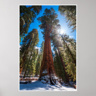 Winterlicht op de reusachtige General Sherman Poster