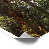 Winterlicht op de reusachtige General Sherman Poster (Hoek)