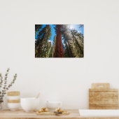 Winterlicht op de reusachtige General Sherman Poster (Keuken)