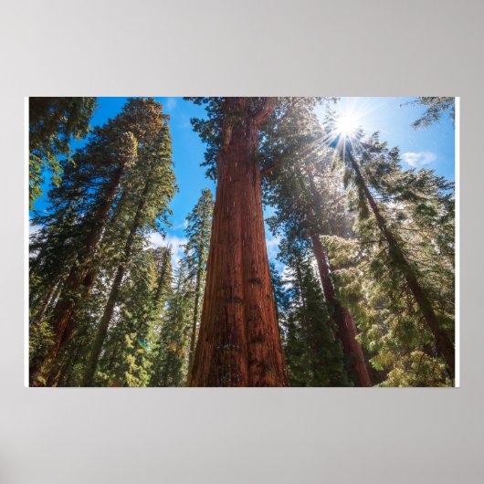 Winterlicht op de reusachtige General Sherman Poster (Voorkant)