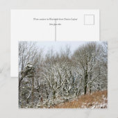 Wintermacclesfield-boskaart Briefkaart (Voorkant / Achterkant)
